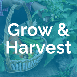 Plant, Nurture, Grow & Harvest Insights from Your CRM Data Garden blog graphic - Grow and harvest