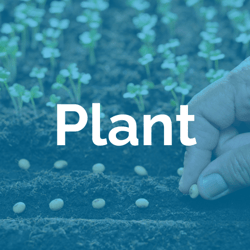 Plant, Nurture, Grow & Harvest Insights from Your CRM Data Garden blog graphic - plant